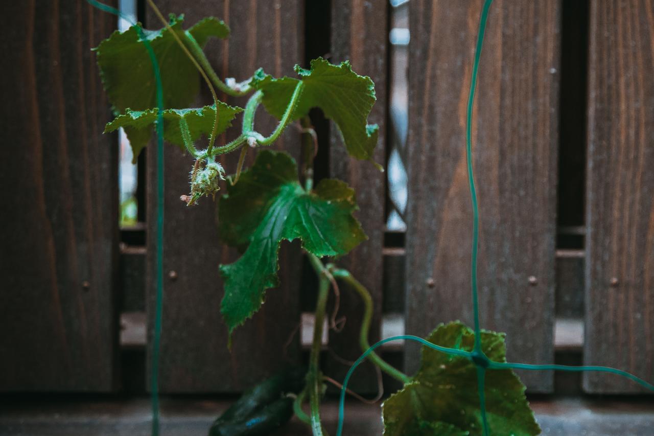 Kumo Machiya Villa Leaves Kyoto Exterior photo